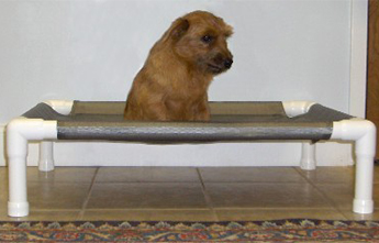 Dog on a PVC Bed